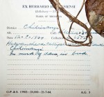 Caldesia parnassifolia