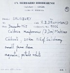 Caldesia parnassifolia