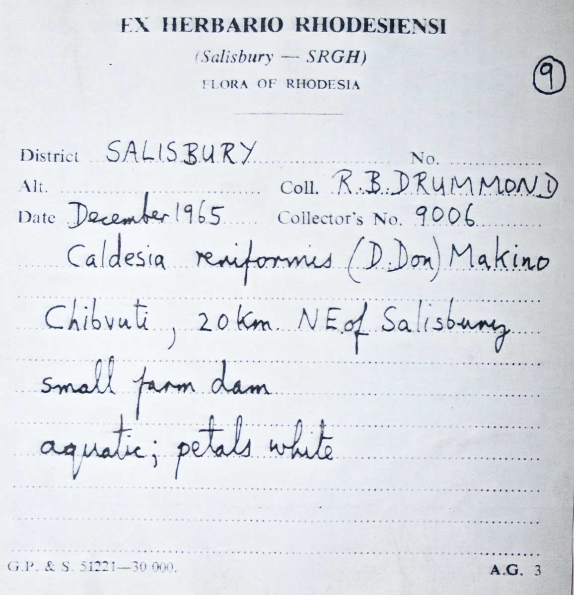 Caldesia parnassifolia