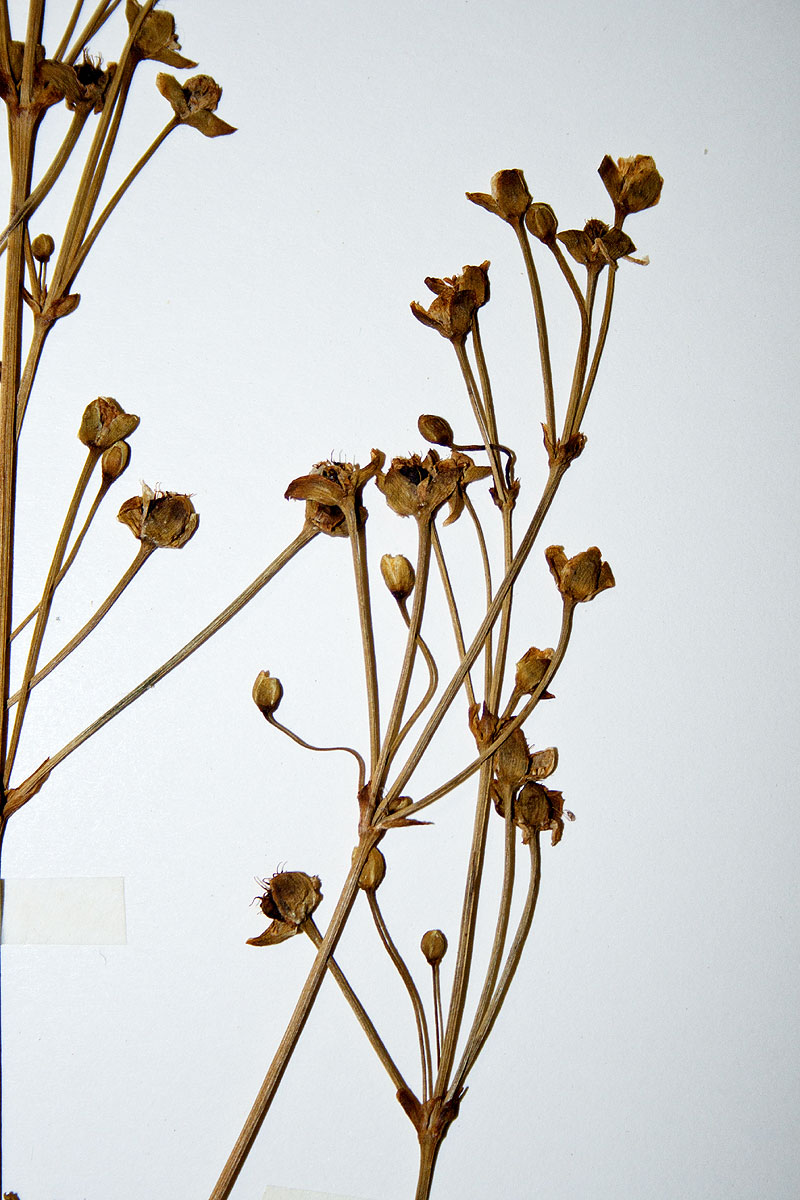 Caldesia parnassifolia