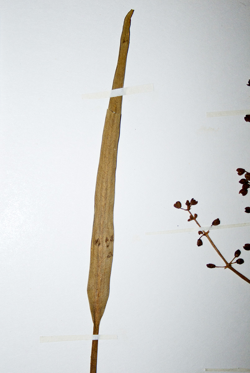 Burnatia enneandra Burnatia enneandra