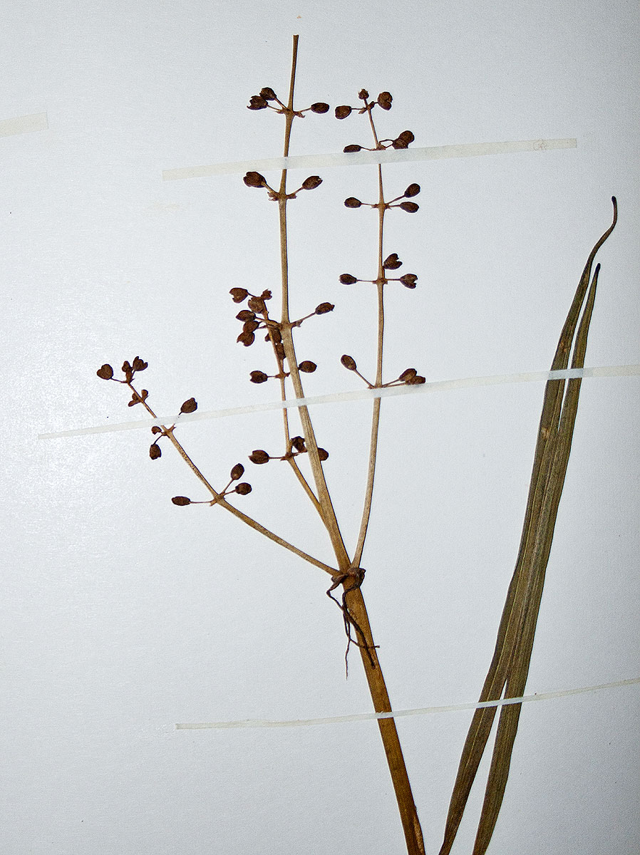 Burnatia enneandra Burnatia enneandra