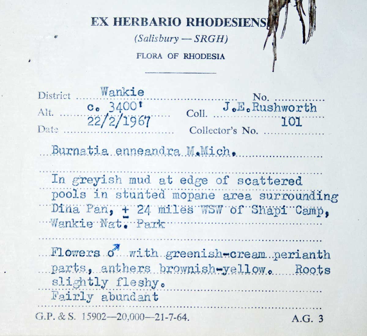 Burnatia enneandra Burnatia enneandra