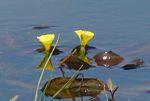 Ottelia ulvifolia subsp. ulvifolia