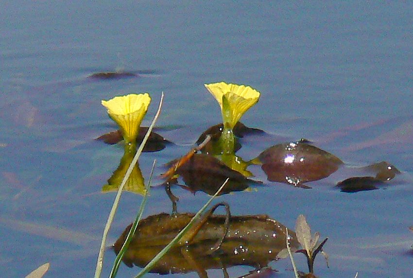 Ottelia ulvifolia subsp. ulvifolia