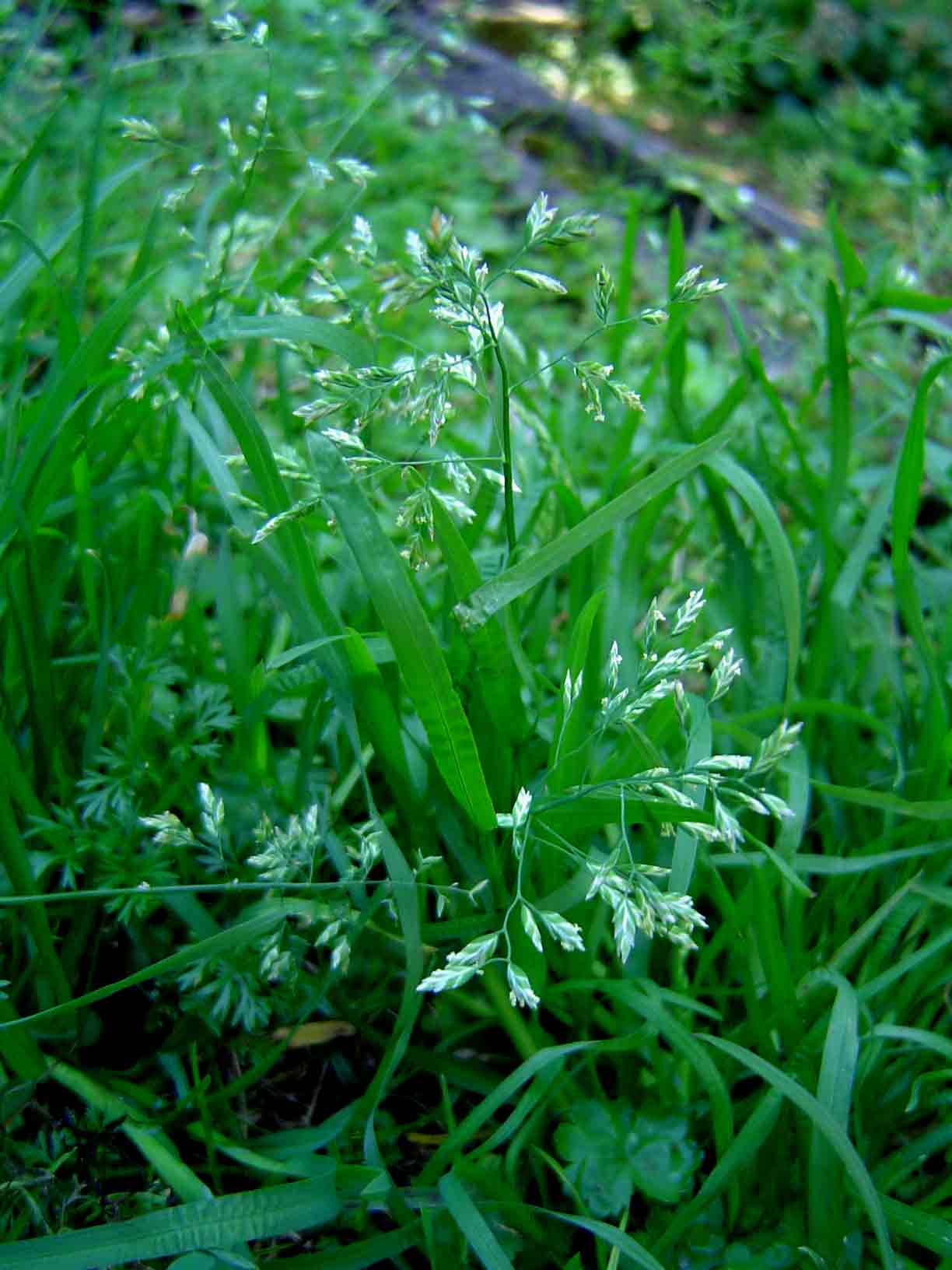 Poa annua
