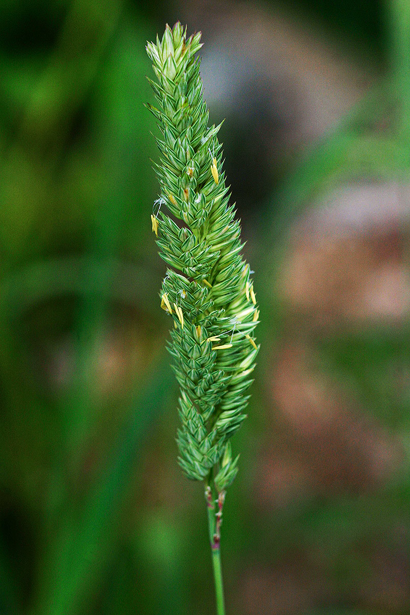 Phalaris arundinacea Phalaris arundinacea
