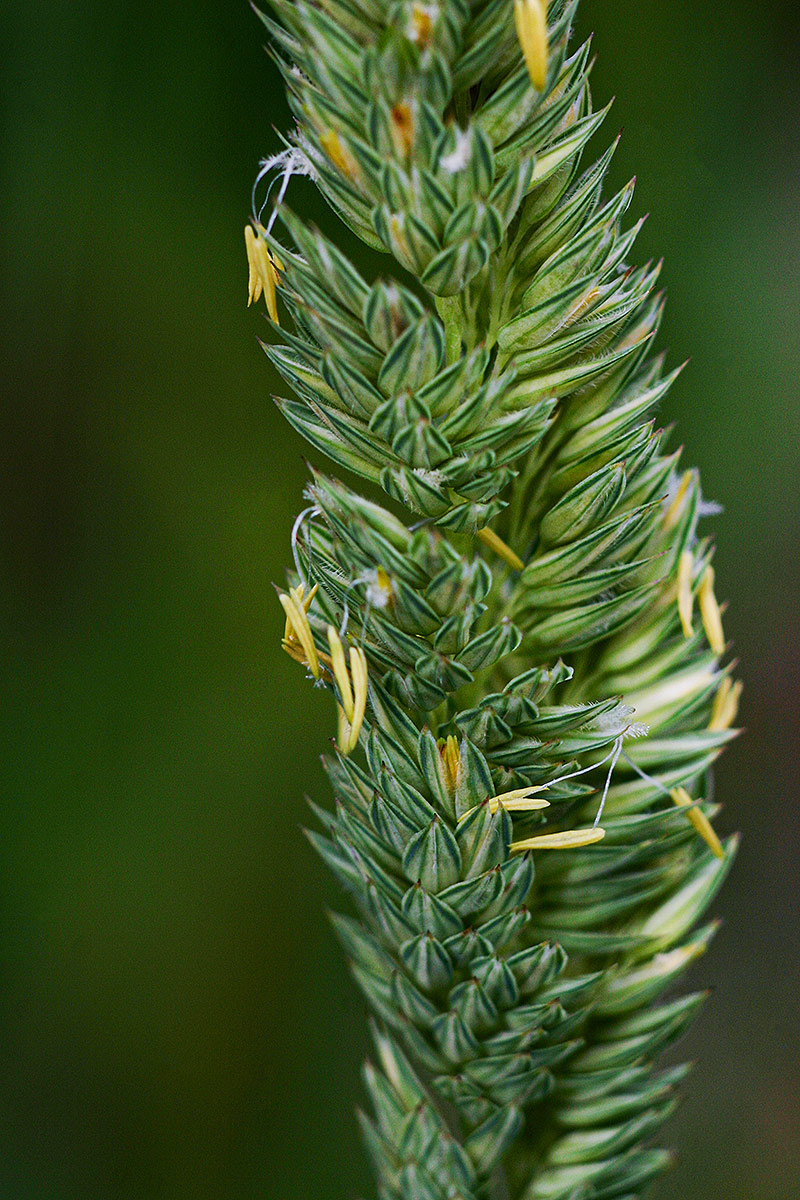 Phalaris arundinacea Phalaris arundinacea