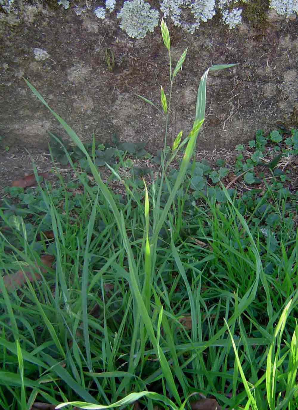Bromus catharticus Bromus catharticus