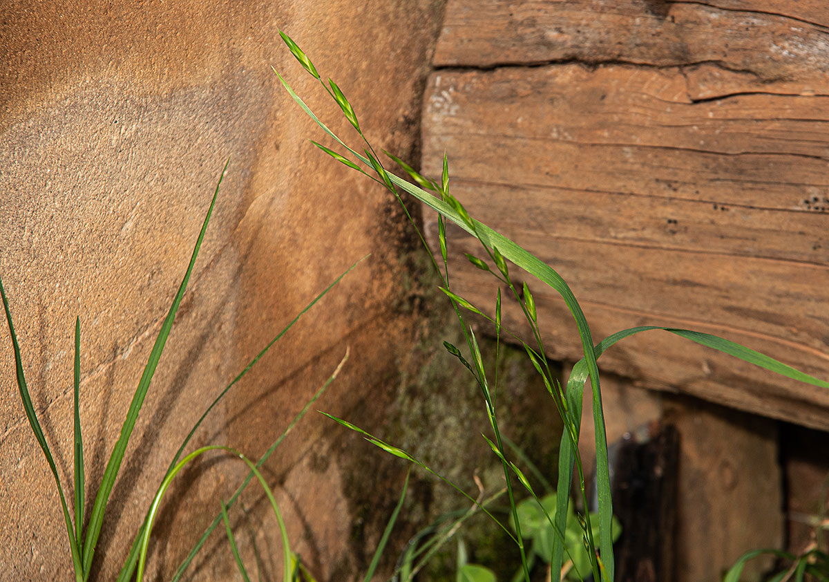 Bromus catharticus