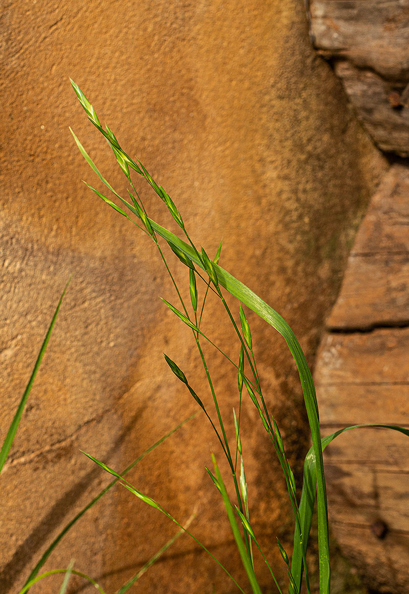 Bromus catharticus
