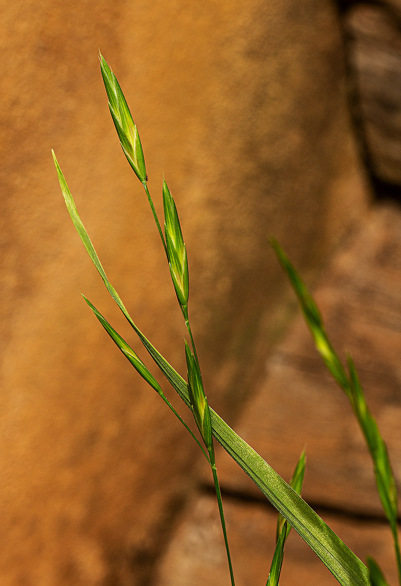 Bromus catharticus