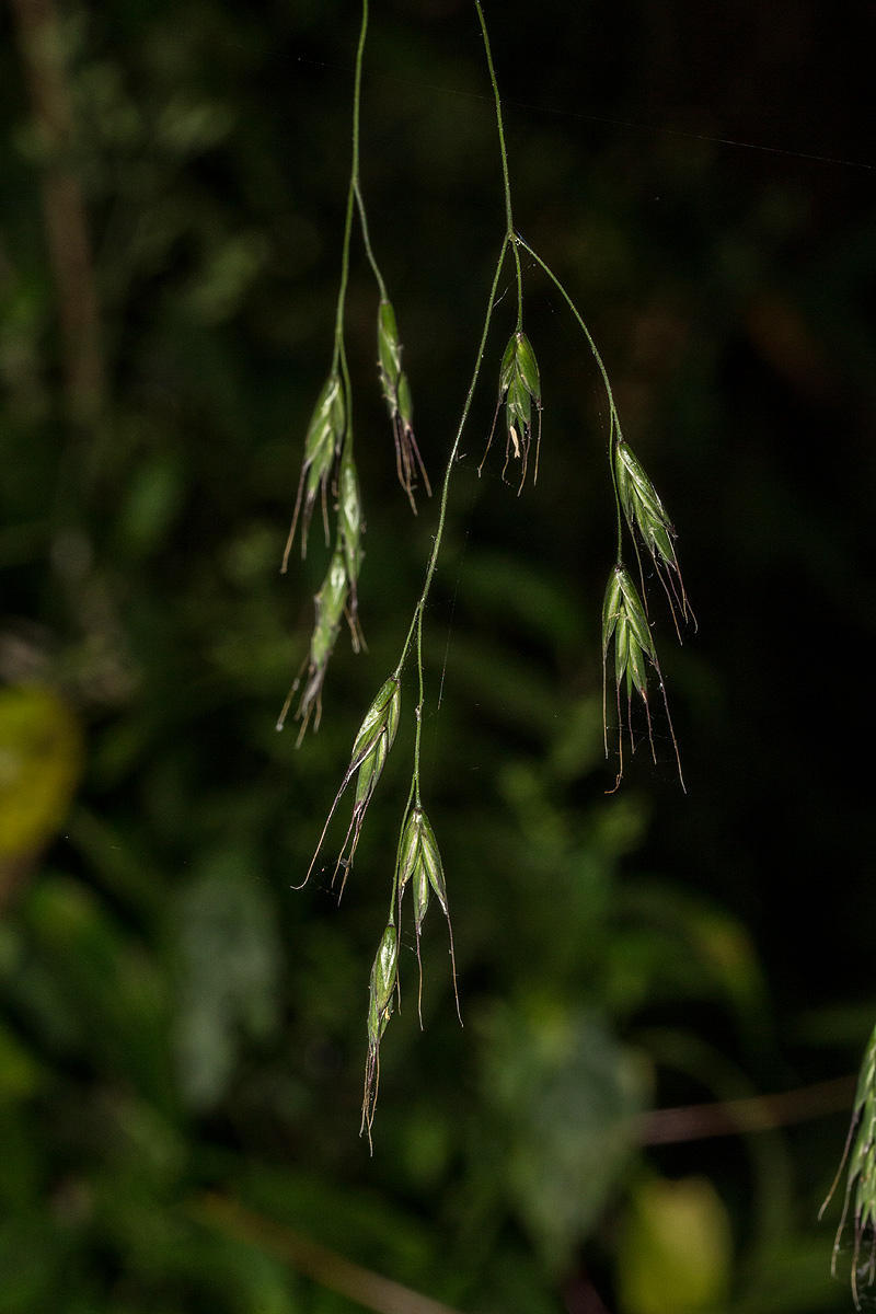 Bromus leptoclados