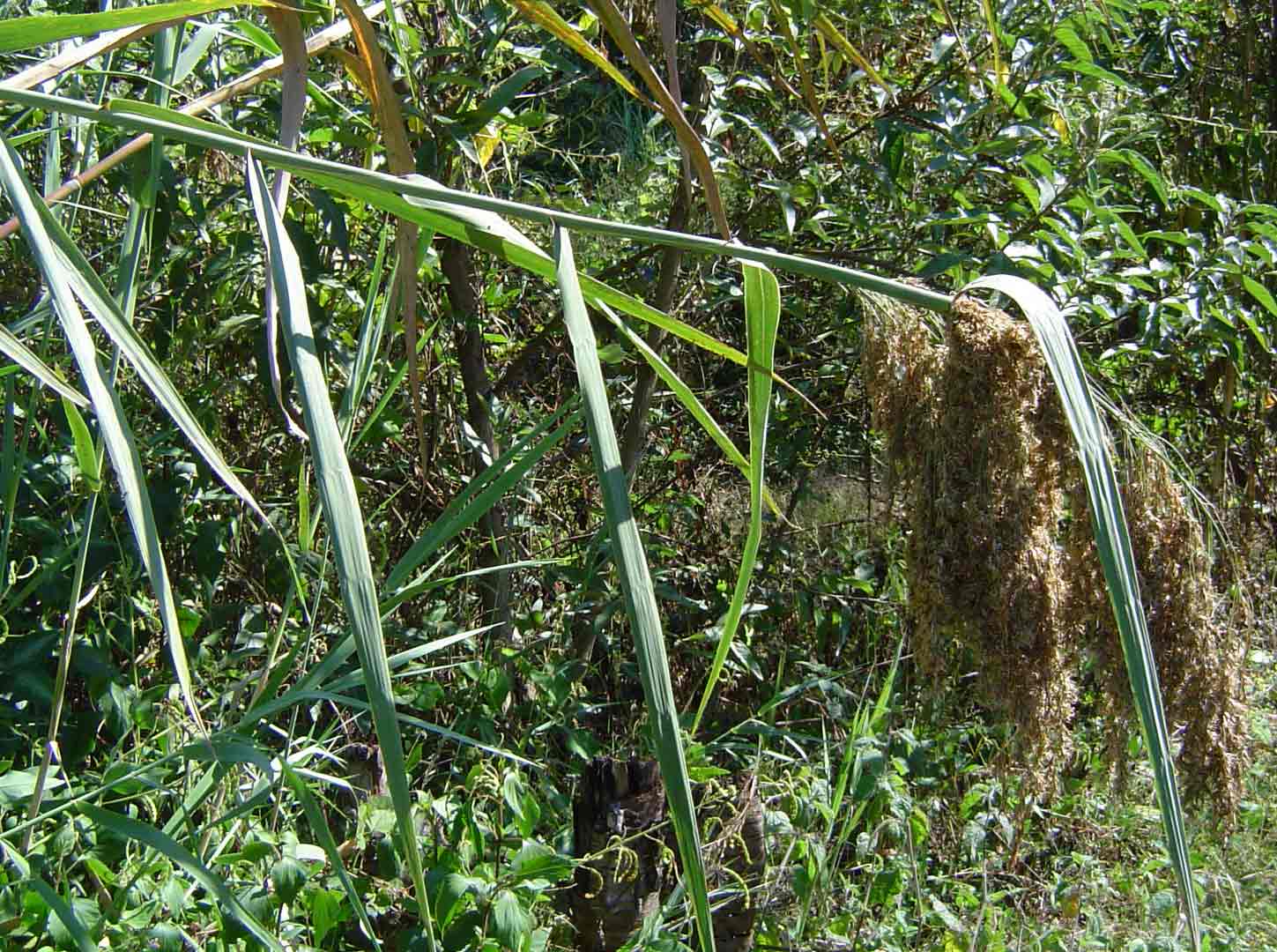Phragmites mauritianus Phragmites mauritianus