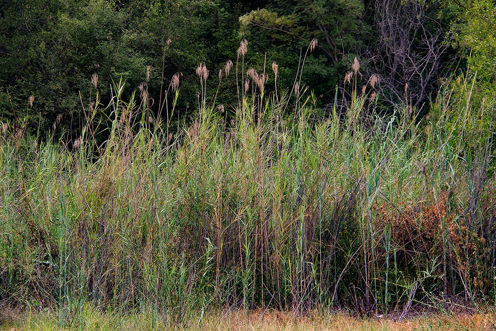 Phragmites mauritianus Phragmites mauritianus
