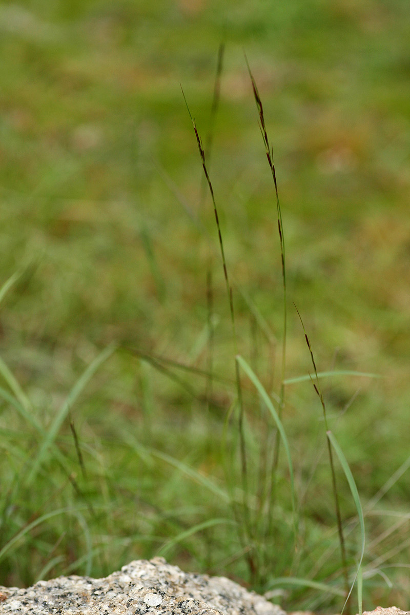 Aristida adscensionis