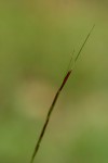 Aristida adscensionis
