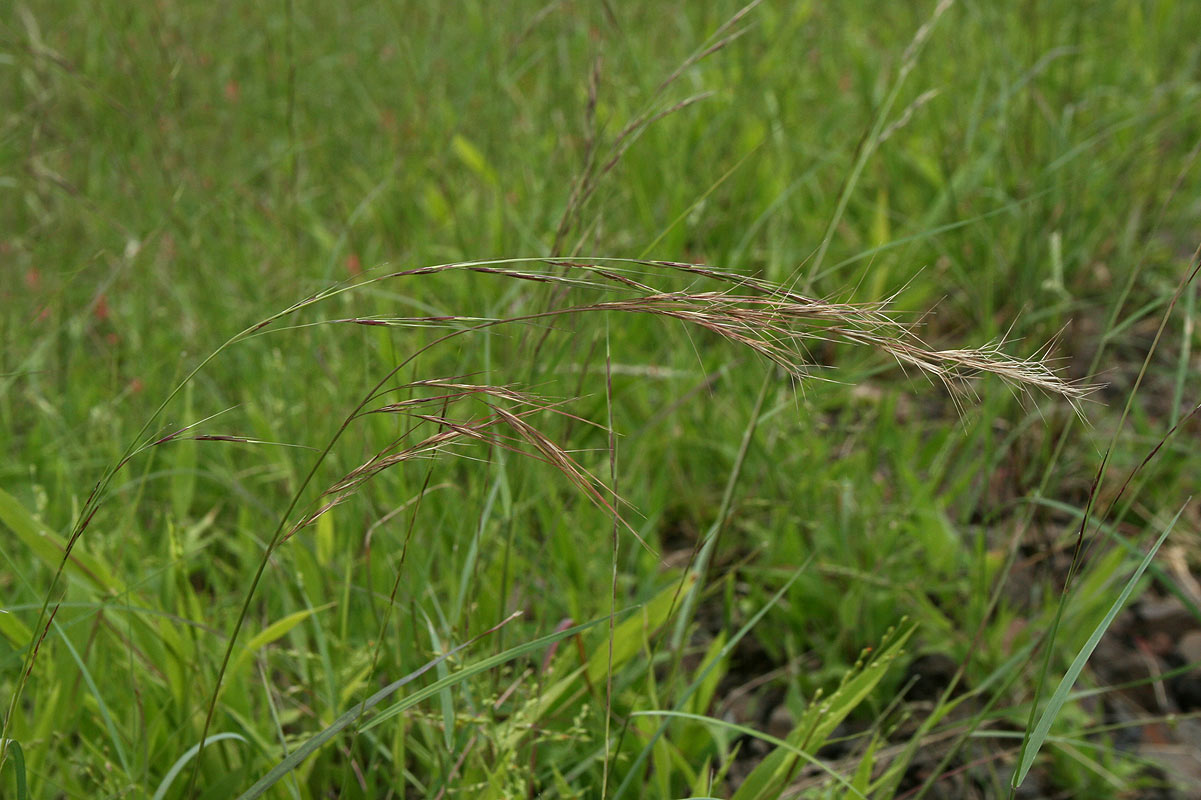 Aristida adscensionis