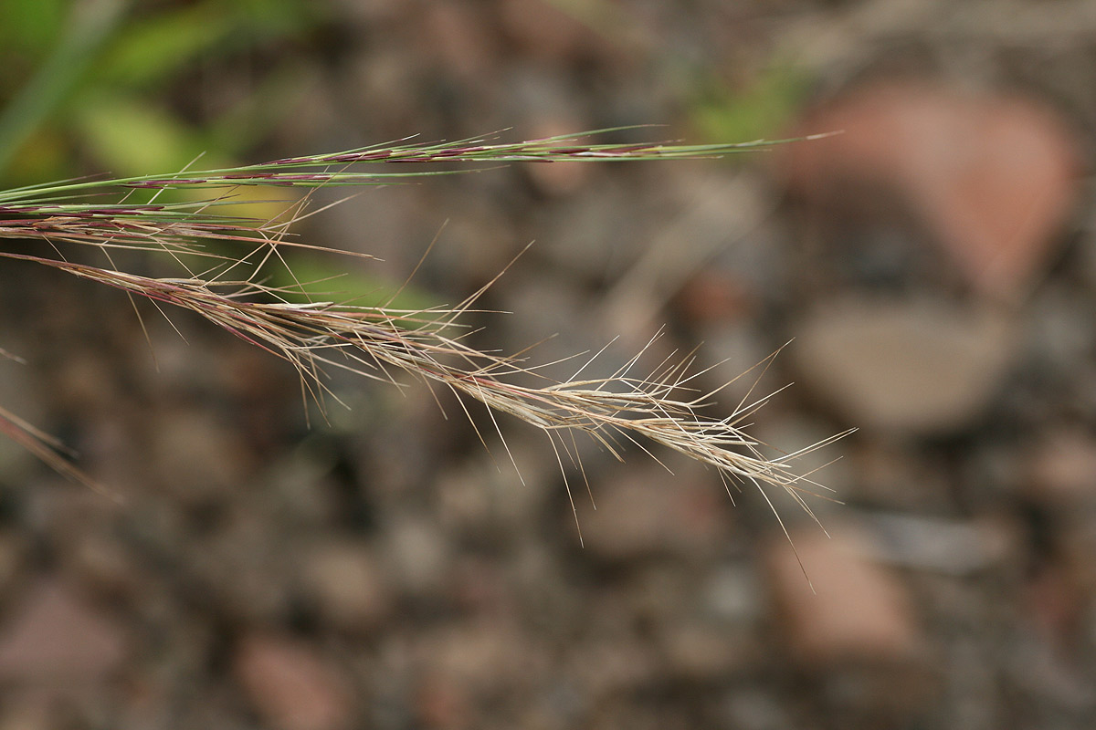 Aristida adscensionis