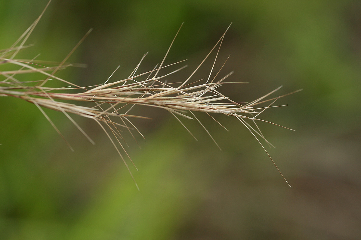 Aristida adscensionis Aristida adscensionis