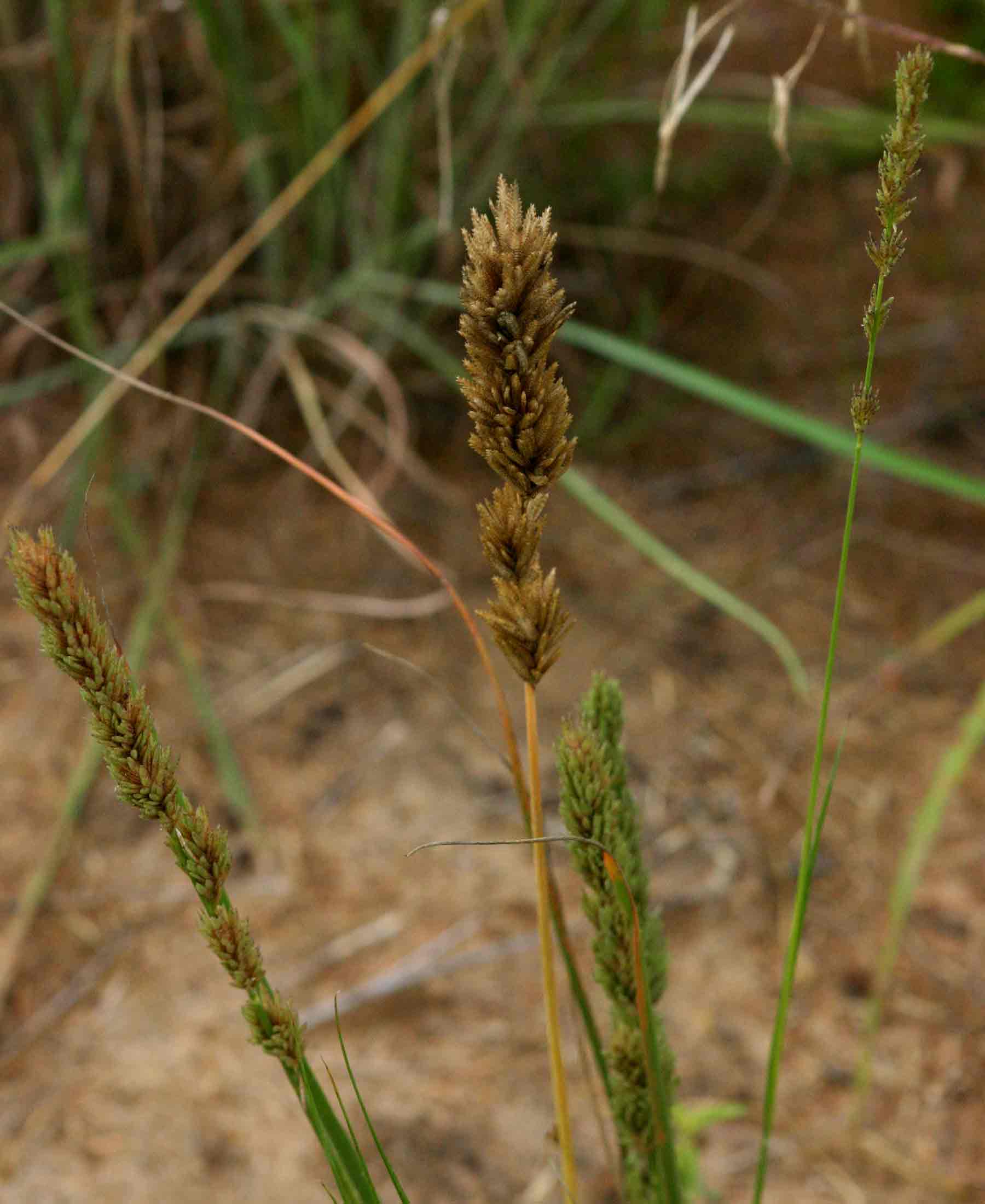 Eragrostis chapelieri