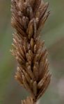 Eragrostis chapelieri