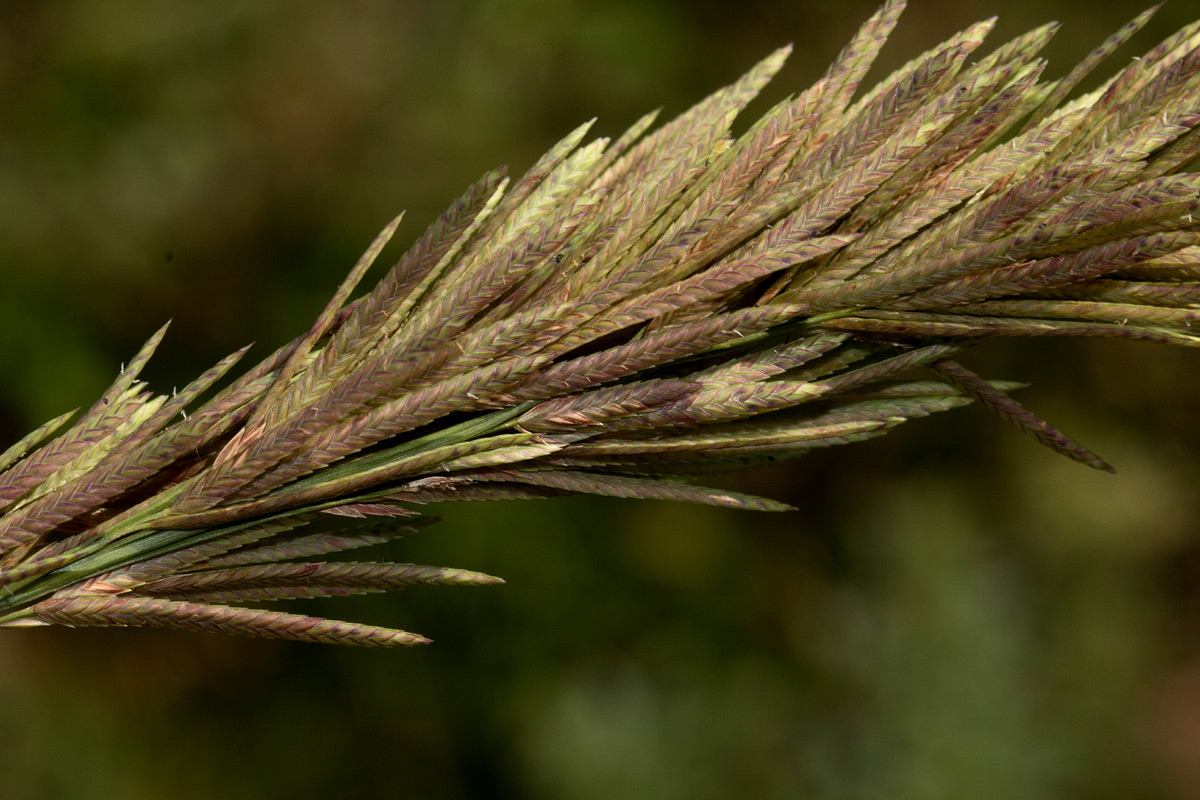 Eragrostis chapelieri Eragrostis chapelieri