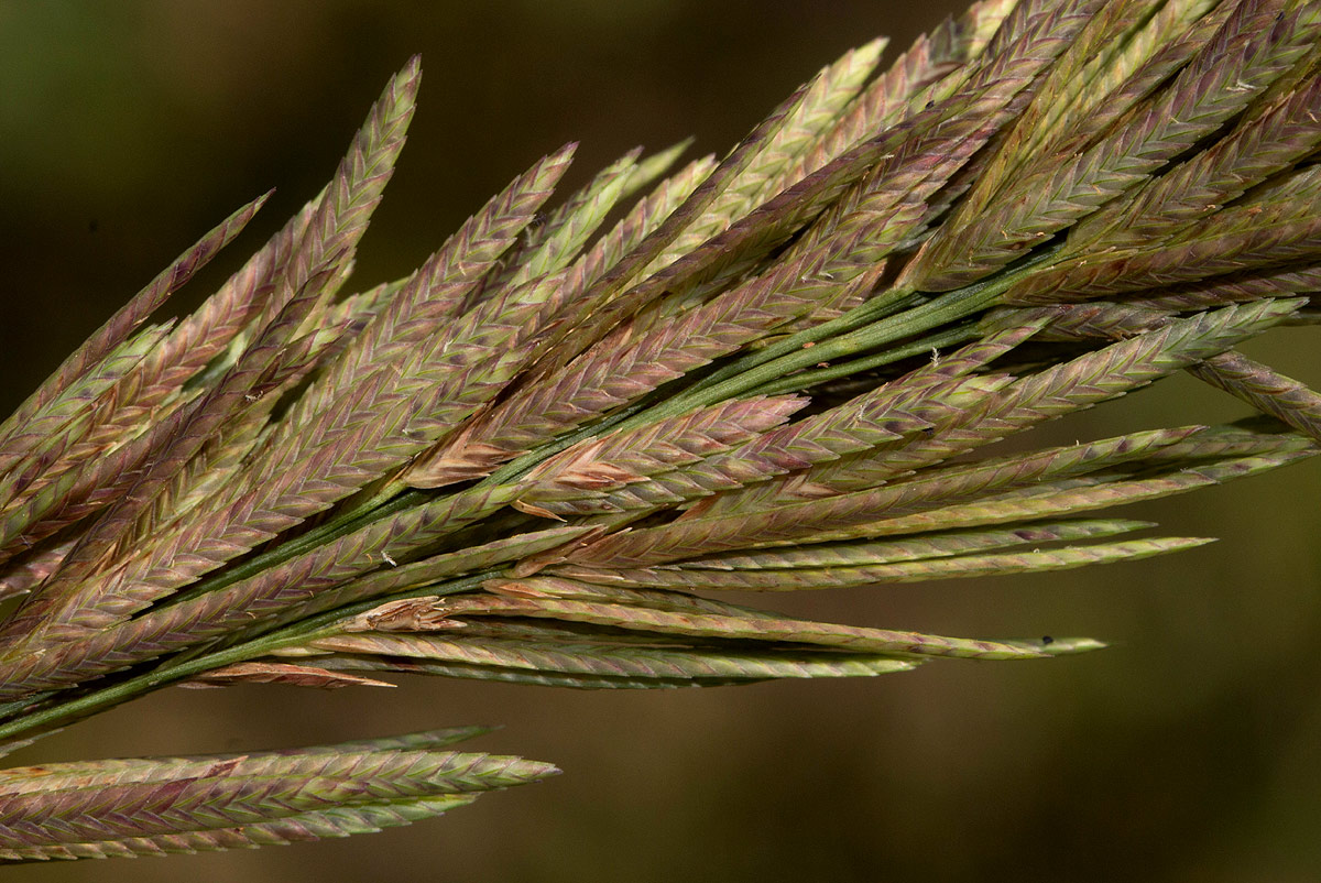 Eragrostis chapelieri Eragrostis chapelieri