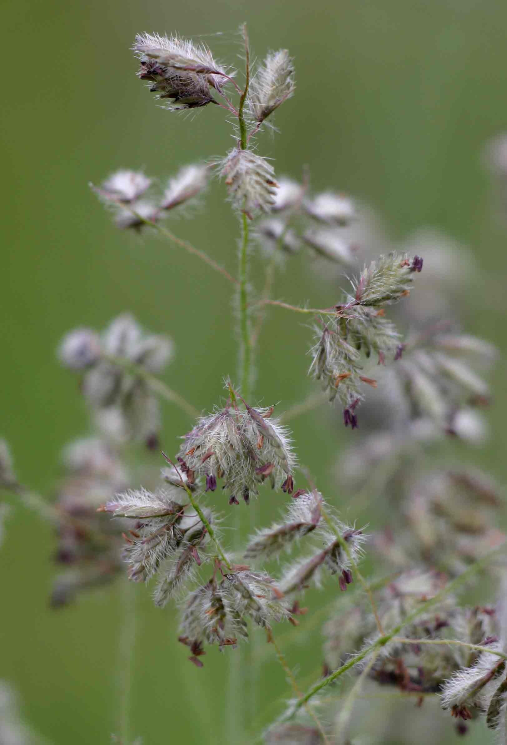 Eragrostis hispida Eragrostis hispida