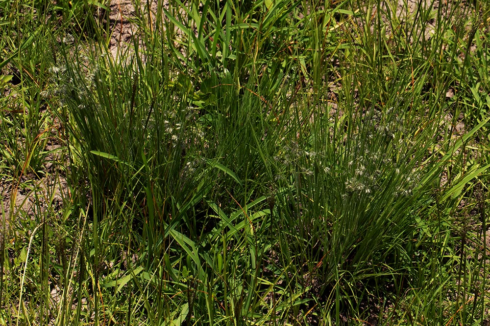 Eragrostis hispida Eragrostis hispida