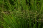 Eragrostis mollior