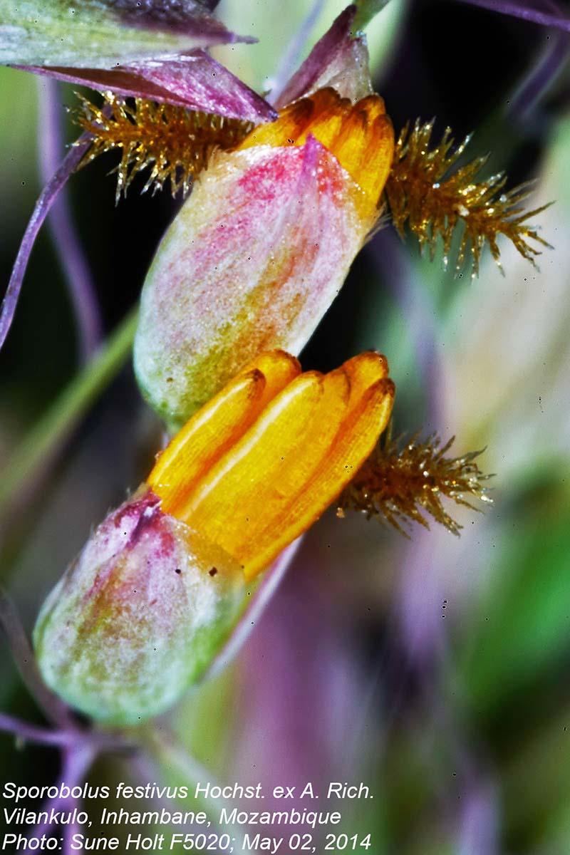 Sporobolus festivus Sporobolus festivus