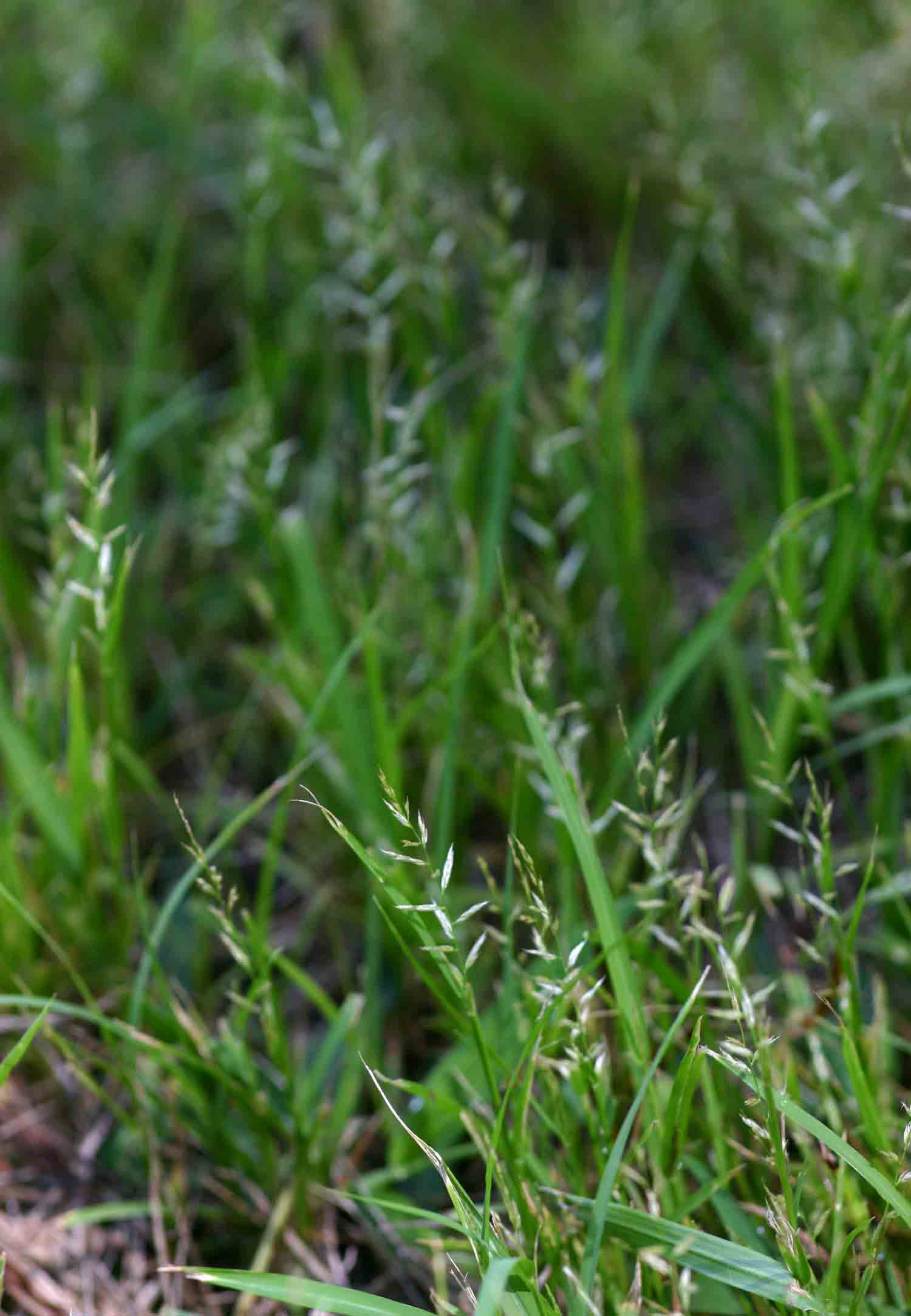 Sporobolus molleri Sporobolus molleri