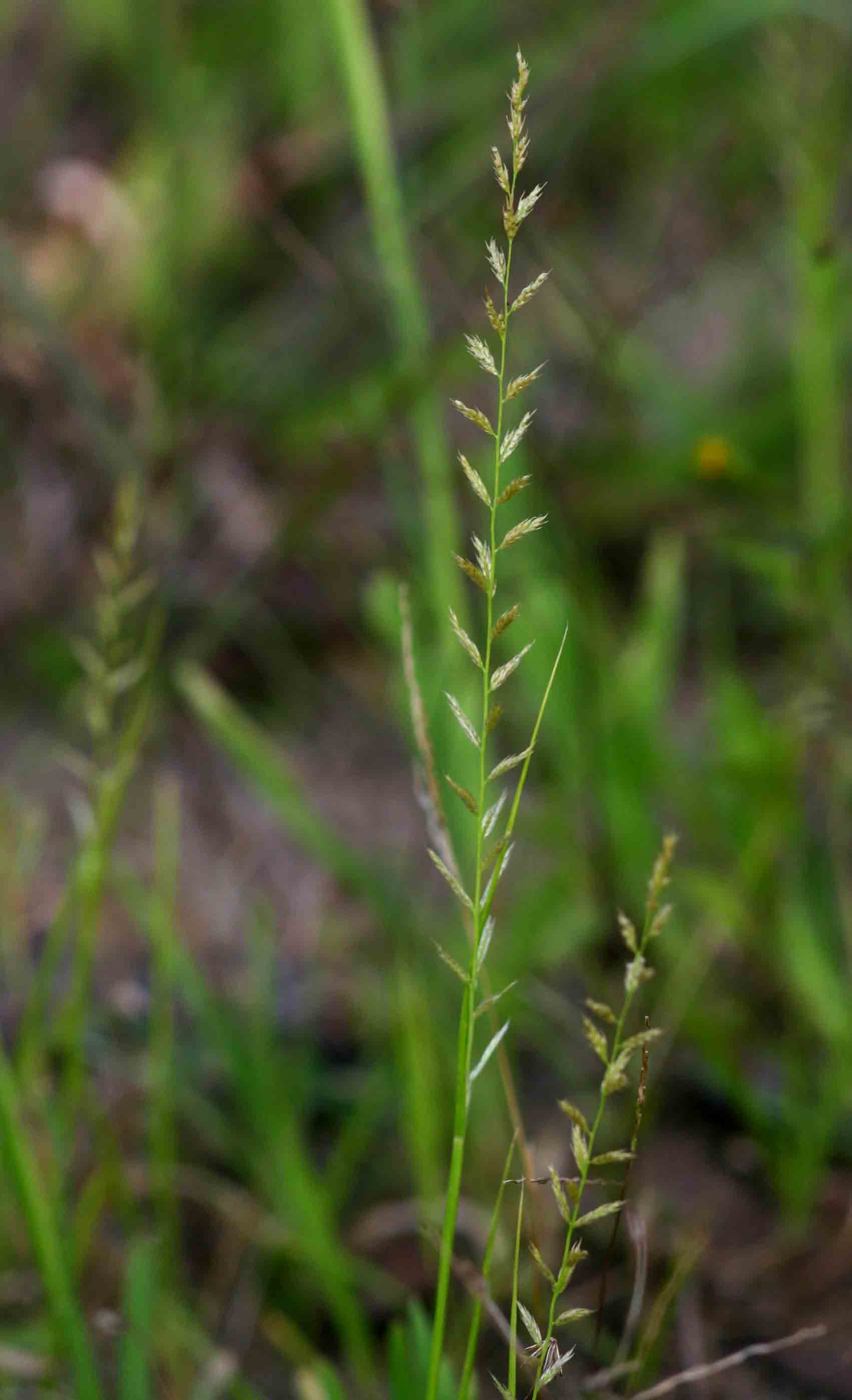 Sporobolus molleri Sporobolus molleri
