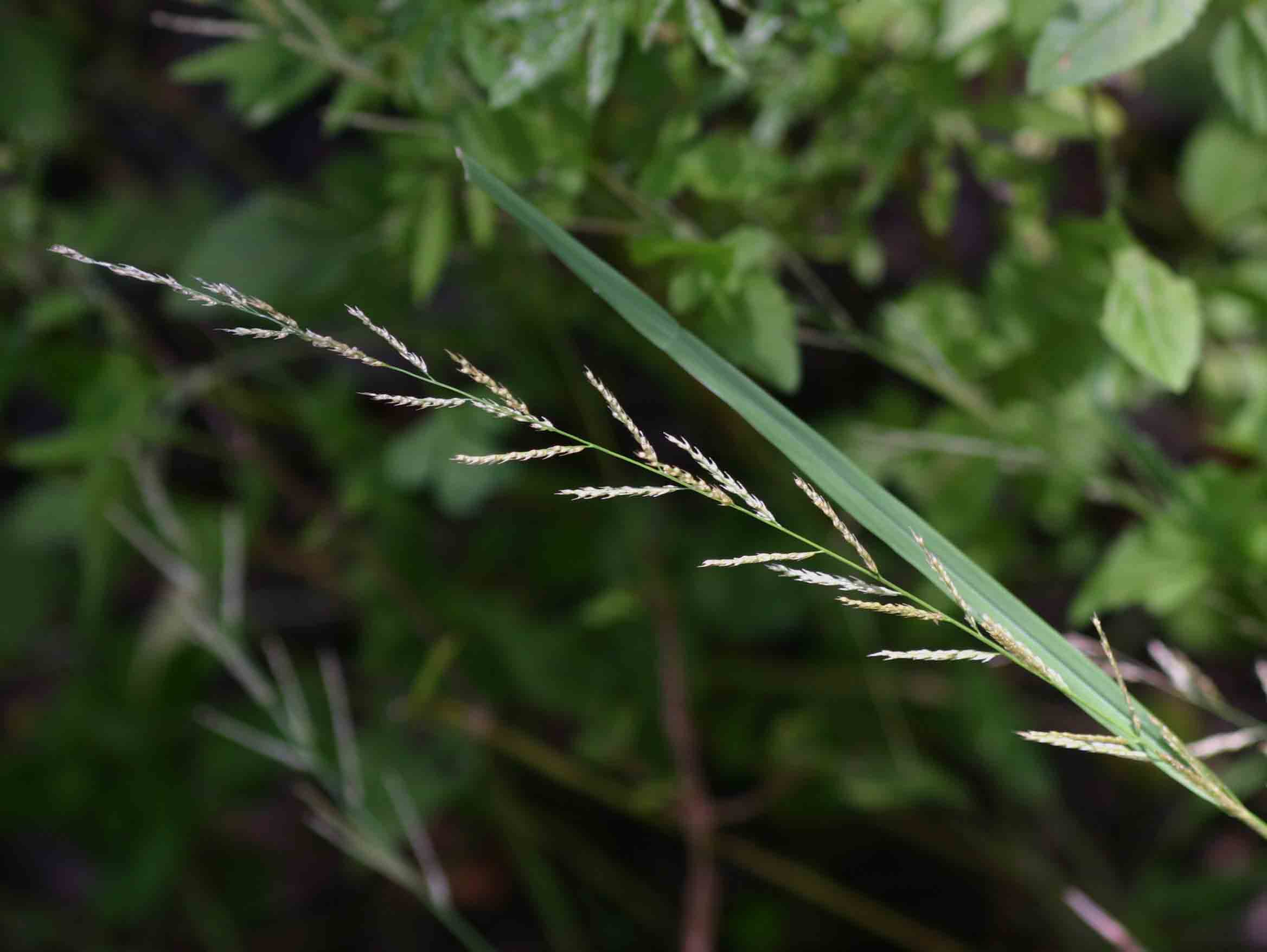 Sporobolus molleri Sporobolus molleri