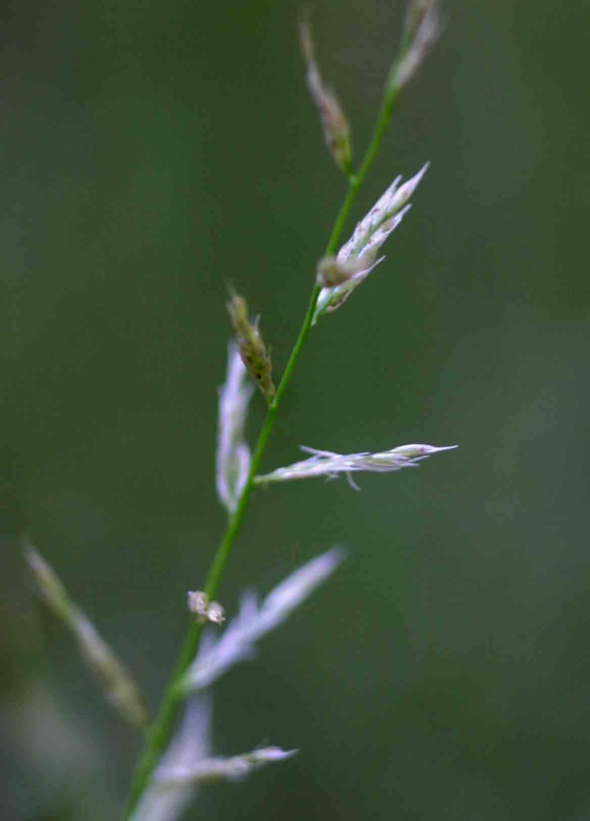 Sporobolus molleri Sporobolus molleri