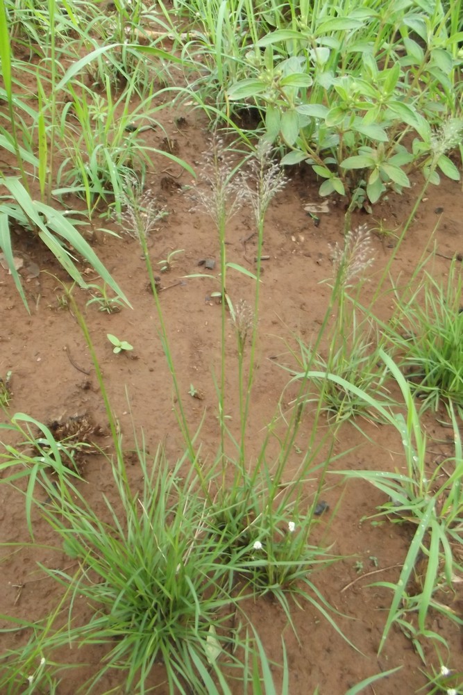 Sporobolus stapfianus Sporobolus stapfianus