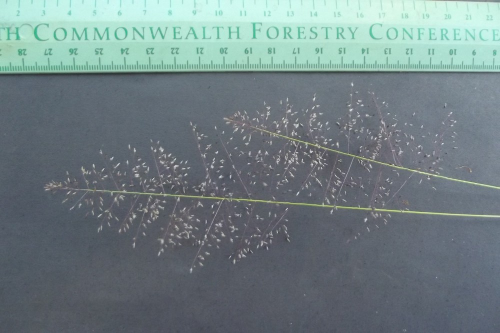 Sporobolus stapfianus Sporobolus stapfianus