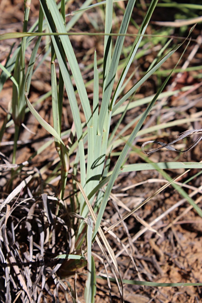 Eustachys paspaloides Eustachys paspaloides