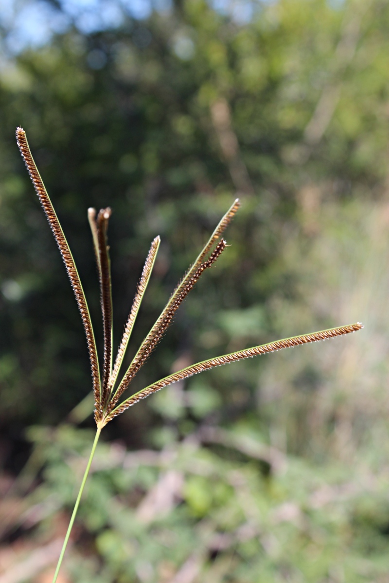 Eustachys paspaloides Eustachys paspaloides