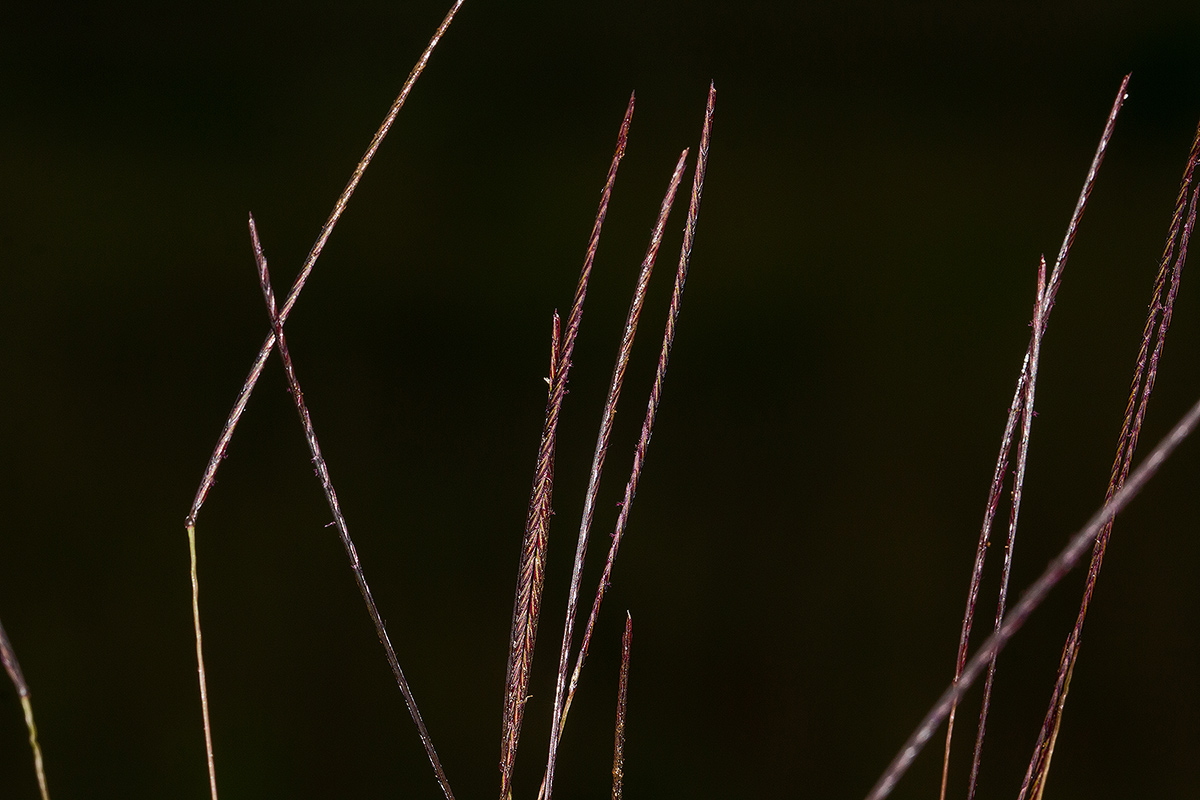 Microchloa kunthii