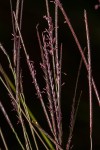 Microchloa kunthii