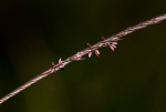 Microchloa kunthii