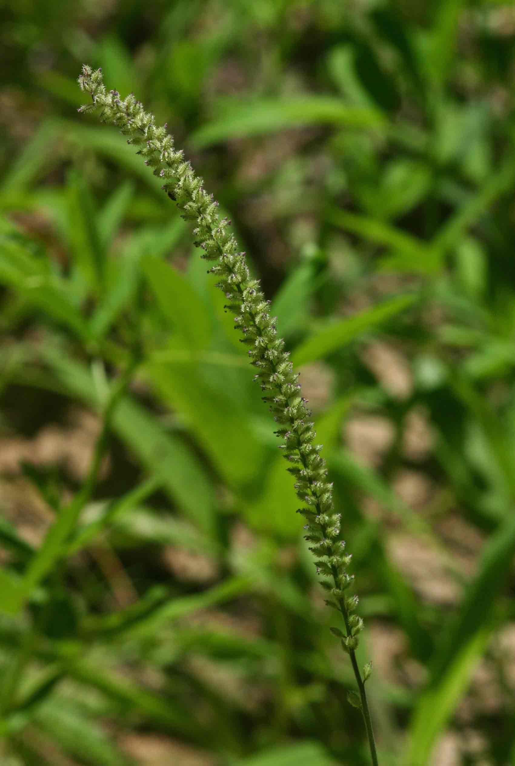 Tragus berteronianus Tragus berteronianus