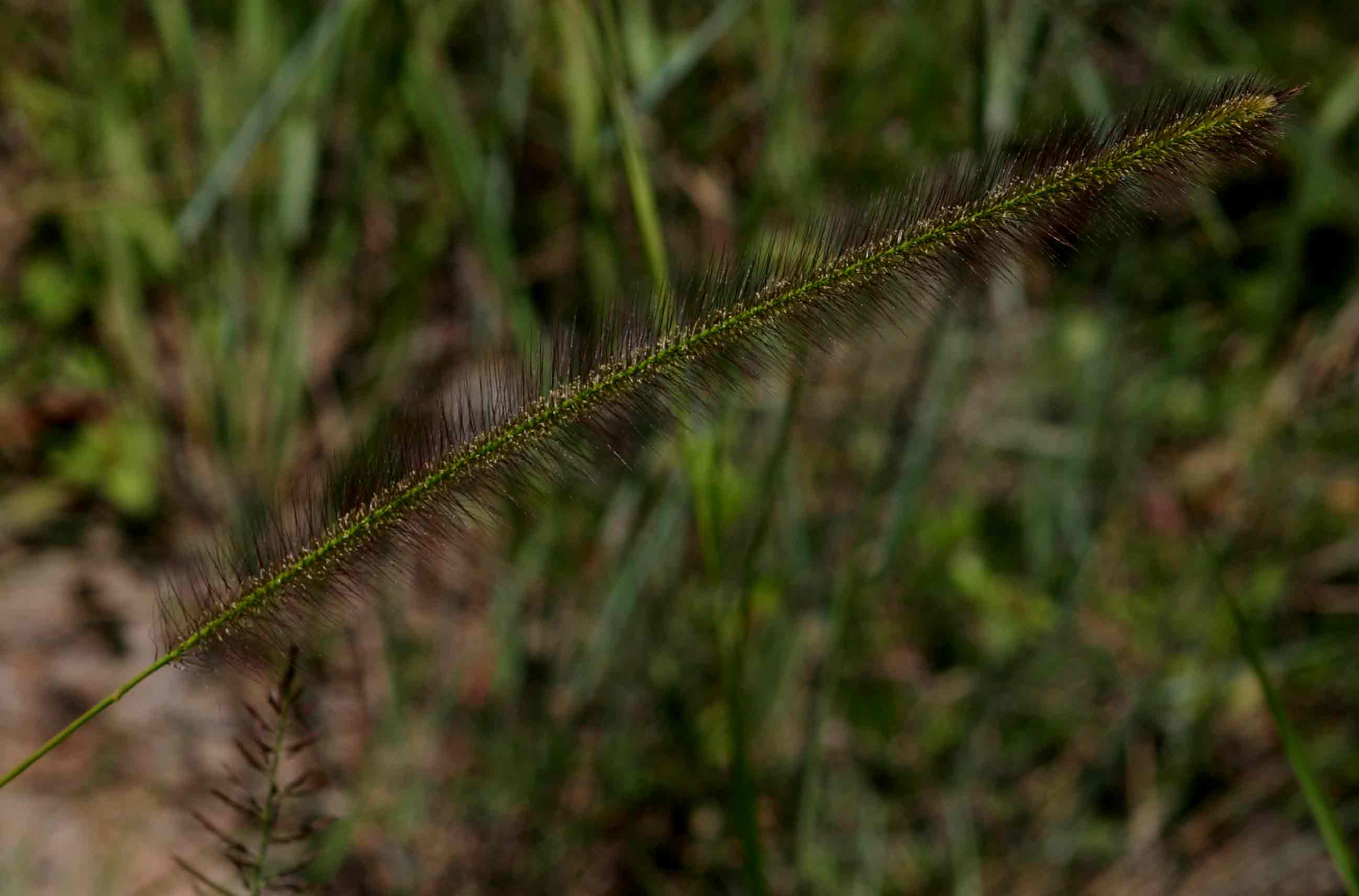 Perotis patens Perotis patens