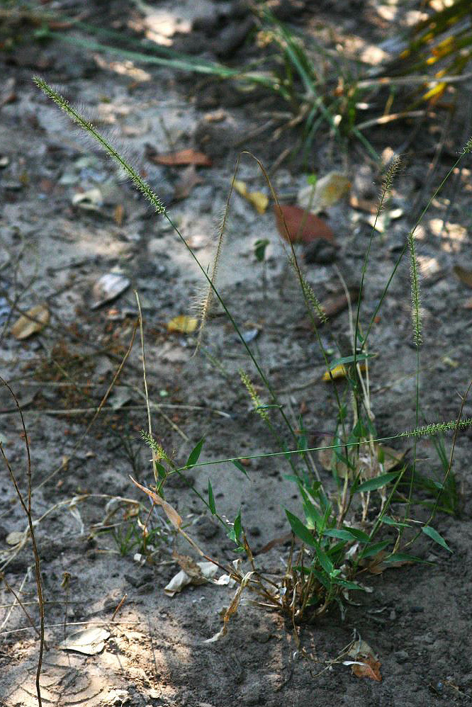 Perotis patens Perotis patens