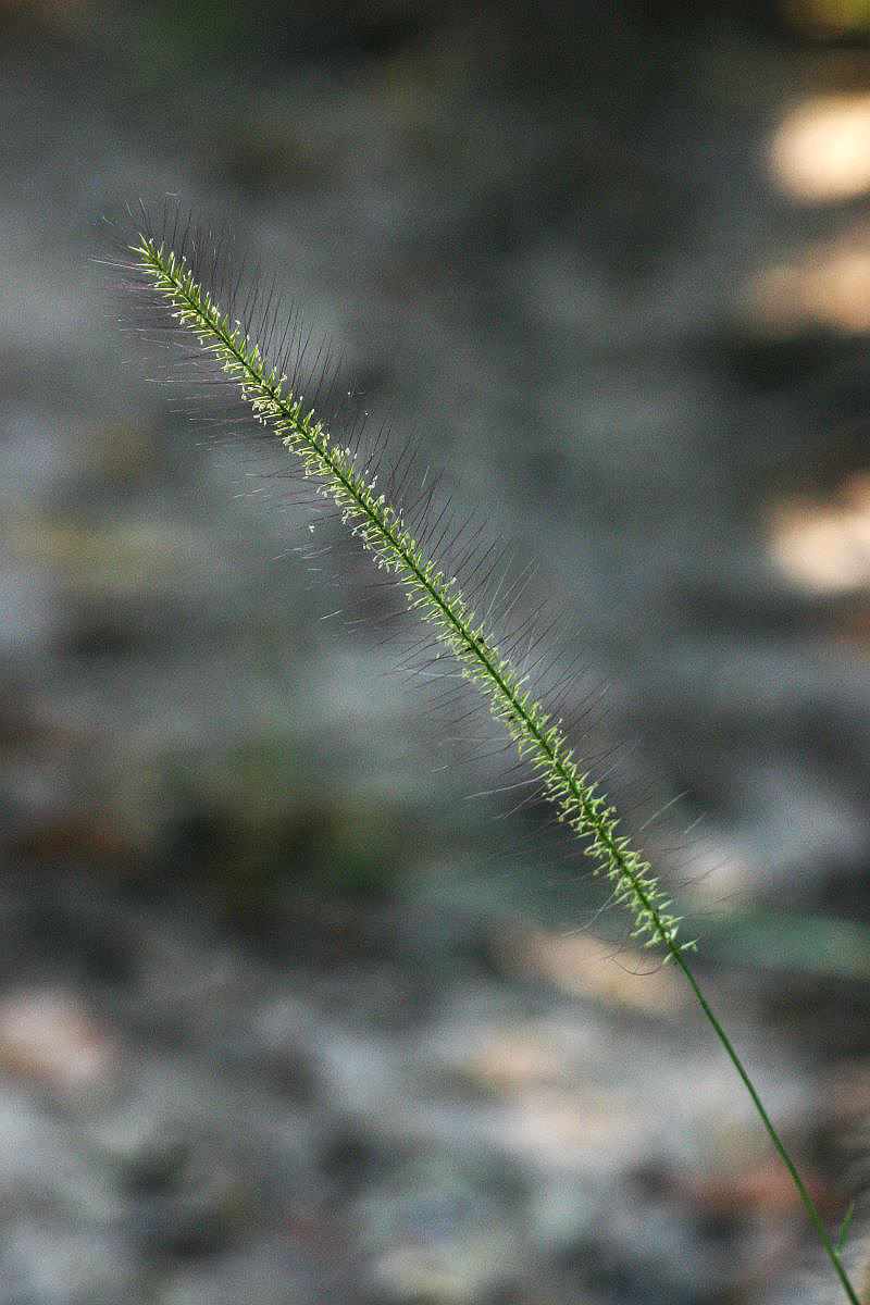 Perotis patens Perotis patens