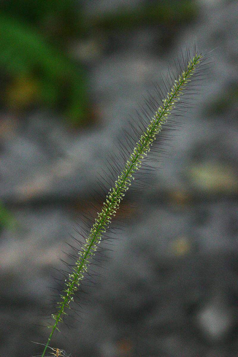 Perotis patens Perotis patens