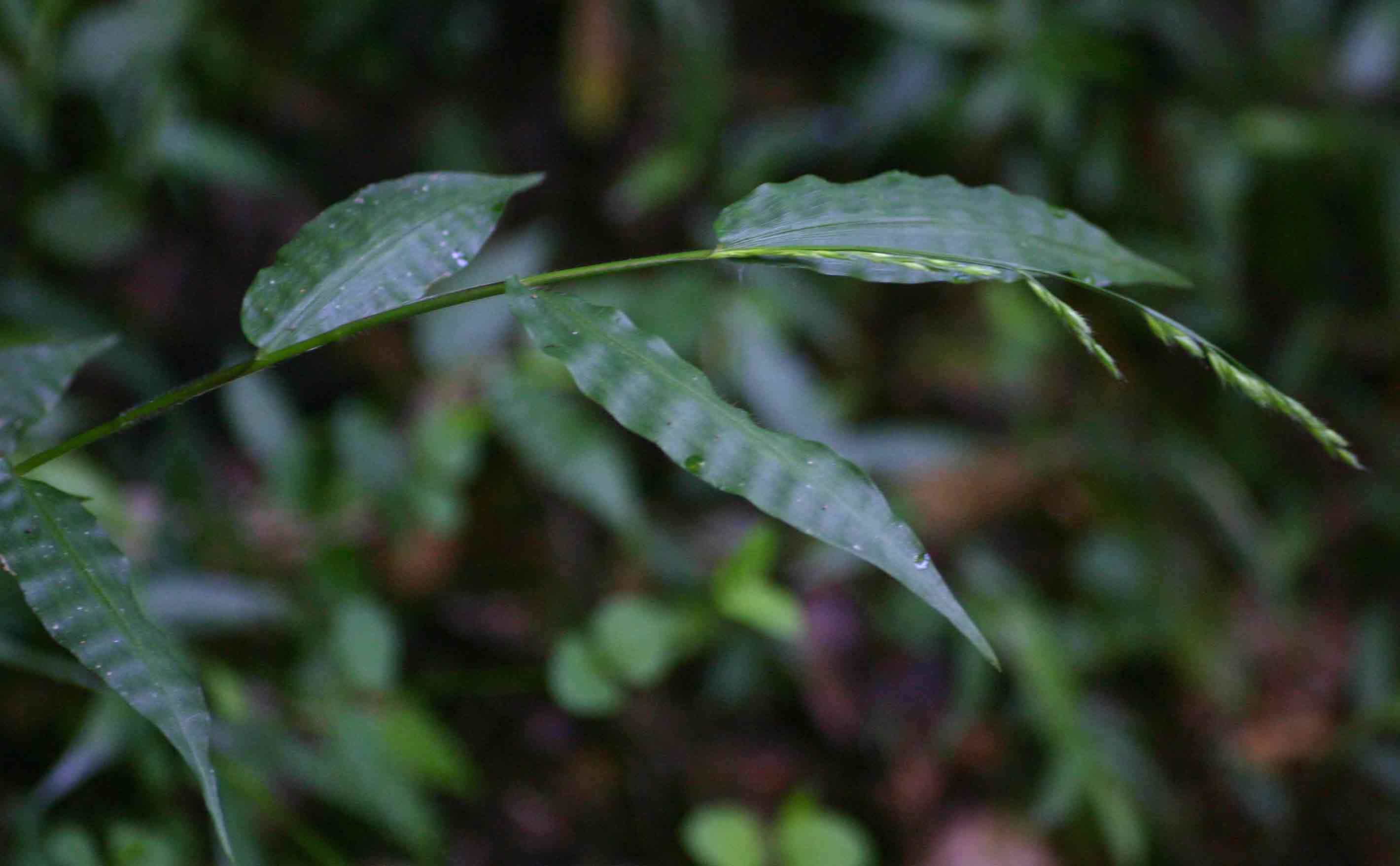 Poecilostachys oplismenoides