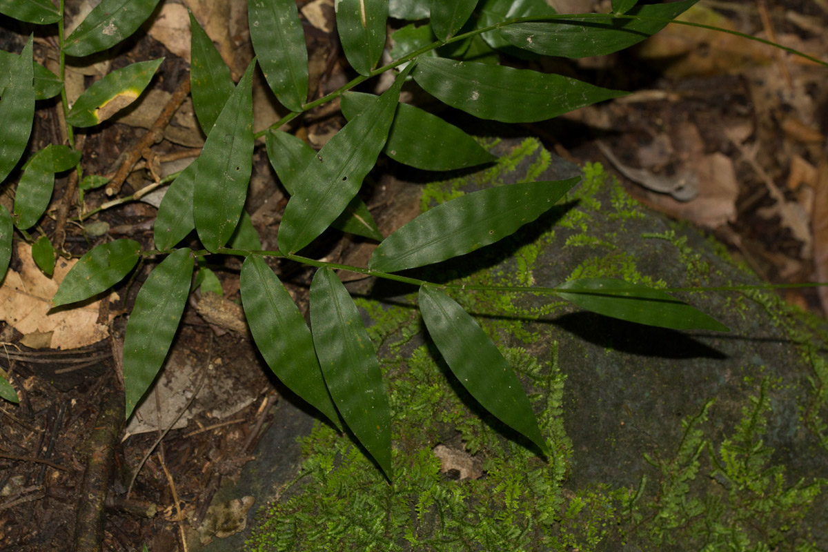 Oplismenus hirtellus Oplismenus hirtellus